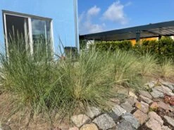 Strandhafer -Angebote Wurzel Zeit Store strandhafer m057631 193676 0