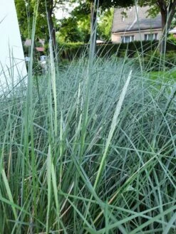 Strandhafer -Angebote Wurzel Zeit Store strandhafer m057631 193676 0