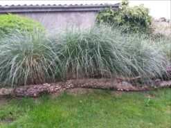 Strandhafer -Angebote Wurzel Zeit Store strandhafer m057631 681622 0