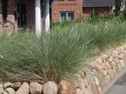 Strandhafer -Angebote Wurzel Zeit Store strandhafer m057631 w 0