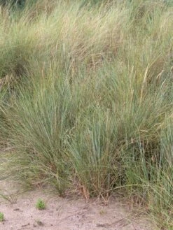 Strandhafer -Angebote Wurzel Zeit Store strandhafer m057631 w 1