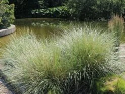 Strandhafer -Angebote Wurzel Zeit Store strandhafer m057631 w 2