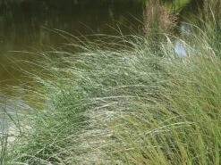 Strandhafer -Angebote Wurzel Zeit Store strandhafer m057631 w 3