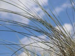 Strandhafer -Angebote Wurzel Zeit Store strandhafer m057631 w 5