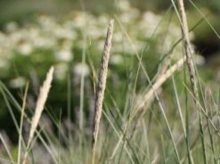 Strandhafer -Angebote Wurzel Zeit Store strandhafer m057631 w 8