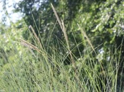 Strandhafer -Angebote Wurzel Zeit Store strandhafer m057631 w 9