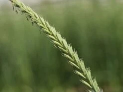 Strandroggen 'Blue Dune' -Angebote Wurzel Zeit Store strandroggen blue dune m110106 w 0