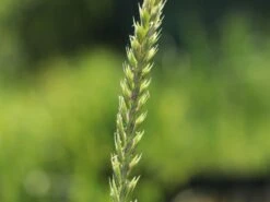 Strandroggen 'Blue Dune' -Angebote Wurzel Zeit Store strandroggen blue dune m110106 w 1