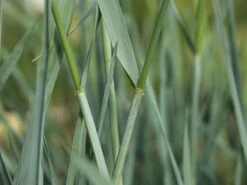 Strandroggen 'Blue Dune' -Angebote Wurzel Zeit Store strandroggen blue dune m110106 w 2