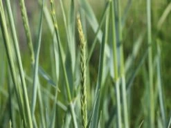 Strandroggen 'Blue Dune' -Angebote Wurzel Zeit Store strandroggen blue dune m110106 w 3