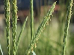 Strandroggen 'Blue Dune' -Angebote Wurzel Zeit Store strandroggen blue dune m110106 w 4