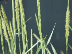 Strandroggen 'Blue Dune' -Angebote Wurzel Zeit Store strandroggen blue dune m110106 w 5