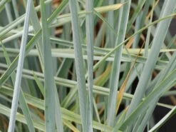 Strandroggen 'Blue Dune' -Angebote Wurzel Zeit Store strandroggen blue dune m110106 w 7