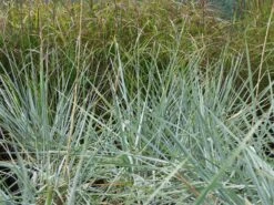 Strandroggen 'Blue Dune' -Angebote Wurzel Zeit Store strandroggen blue dune m110106 w 8