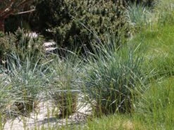 Strandroggen -Angebote Wurzel Zeit Store strandroggen m044869 w 1