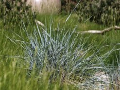 Strandroggen -Angebote Wurzel Zeit Store strandroggen m044869 w 2