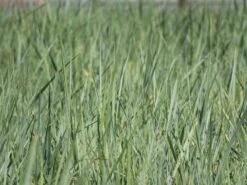 Strandroggen -Angebote Wurzel Zeit Store strandroggen m044869 w 3