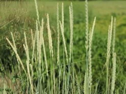 Strandroggen -Angebote Wurzel Zeit Store strandroggen m044869 w 4