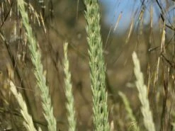 Strandroggen -Angebote Wurzel Zeit Store strandroggen m044869 w 5