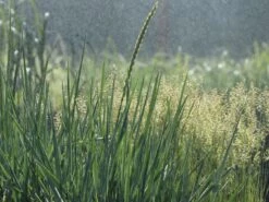 Strandroggen -Angebote Wurzel Zeit Store strandroggen m044869 w 6