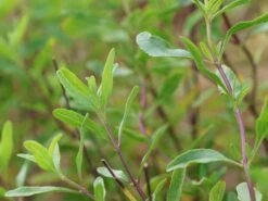 Strauchiger Salbei 'Oriental Dove' -Angebote Wurzel Zeit Store strauchiger salbei oriental dove m123318 w 2