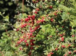 Strauchmispel / Graue Strauchmispel -Angebote Wurzel Zeit Store strauchmispel graue strauchmispel m001984 w 1