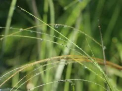 Südliches Reiher-Federgras -Angebote Wurzel Zeit Store suedliches reiher federgras m076237 w 1