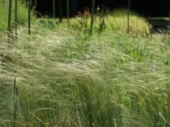 Südliches Reiher-Federgras -Angebote Wurzel Zeit Store suedliches reiher federgras m076237 w 2