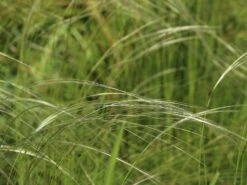 Südliches Reiher-Federgras -Angebote Wurzel Zeit Store suedliches reiher federgras m076237 w 4