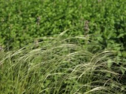 Südliches Reiher-Federgras -Angebote Wurzel Zeit Store suedliches reiher federgras m076237 w 5