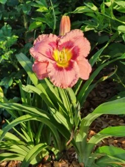 Taglilie 'Always Afternoon' -Angebote Wurzel Zeit Store taglilie always afternoon m058796 1131033 0