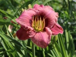 Taglilie 'Always Afternoon' -Angebote Wurzel Zeit Store taglilie always afternoon m058796 w 1