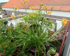 Taglilie 'Aten' -Angebote Wurzel Zeit Store taglilie aten m045478 1234771 1