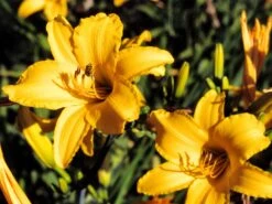 Taglilie 'Aten' -Angebote Wurzel Zeit Store taglilie aten m045478 w 0