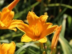 Taglilie 'Aten' -Angebote Wurzel Zeit Store taglilie aten m045478 w 10