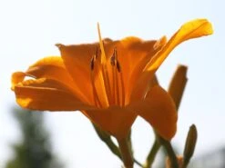 Taglilie 'Aten' -Angebote Wurzel Zeit Store taglilie aten m045478 w 2