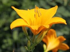 Taglilie 'Aten' -Angebote Wurzel Zeit Store taglilie aten m045478 w 3