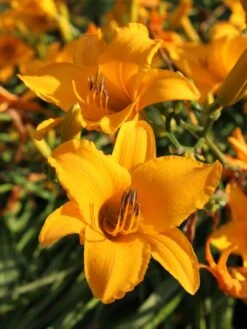 Taglilie 'Aten' -Angebote Wurzel Zeit Store taglilie aten m045478 w 6