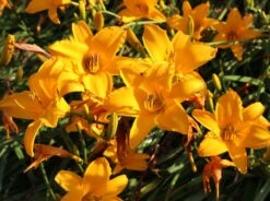 Taglilie 'Aten' -Angebote Wurzel Zeit Store taglilie aten m045478 w 7