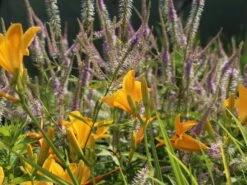 Taglilie 'Aten' -Angebote Wurzel Zeit Store taglilie aten m045478 w 8