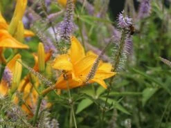 Taglilie 'Aten' -Angebote Wurzel Zeit Store taglilie aten m045478 w 9