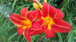 Taglilie 'Chicago Apache' -Angebote Wurzel Zeit Store taglilie chicago apache m058811 82019 0