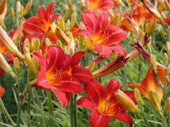 Taglilie 'Chicago Apache' -Angebote Wurzel Zeit Store taglilie chicago apache m058811 w 0