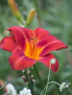 Taglilie 'Chicago Apache' -Angebote Wurzel Zeit Store taglilie chicago apache m058811 w 1