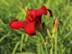 Taglilie 'Chicago Apache' -Angebote Wurzel Zeit Store taglilie chicago apache m058811 w 2