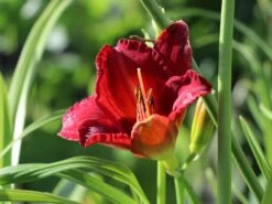 Taglilie 'Chicago Apache' -Angebote Wurzel Zeit Store taglilie chicago apache m058811 w 3