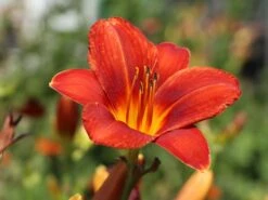 Taglilie 'Chicago Apache' -Angebote Wurzel Zeit Store taglilie chicago apache m058811 w 5