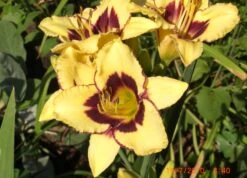 Taglilie 'El Desperado' -Angebote Wurzel Zeit Store taglilie el desperado m058821 676001 0