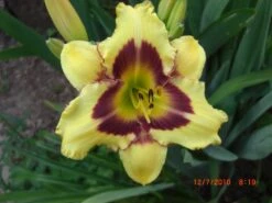 Taglilie 'El Desperado' -Angebote Wurzel Zeit Store taglilie el desperado m058821 676001 0