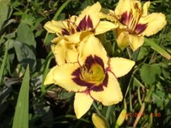 Taglilie 'El Desperado' -Angebote Wurzel Zeit Store taglilie el desperado m058821 676001 1